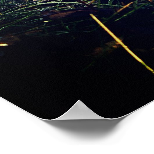 Poster Renard rouge dans une forêt (Coin)