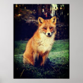 Poster Renard rouge dans une forêt (Devant)