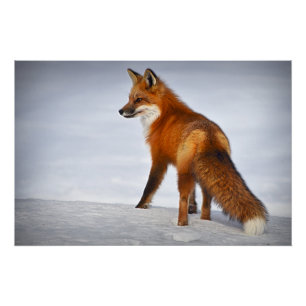 Poster Renard rouge en hiver