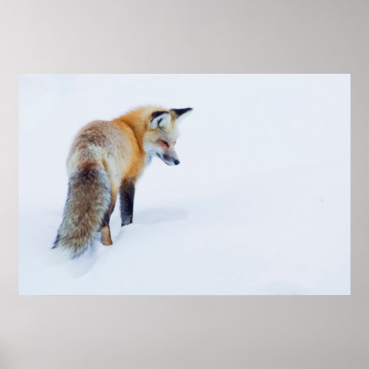 Poster Renard rouge en hiver (Devant)