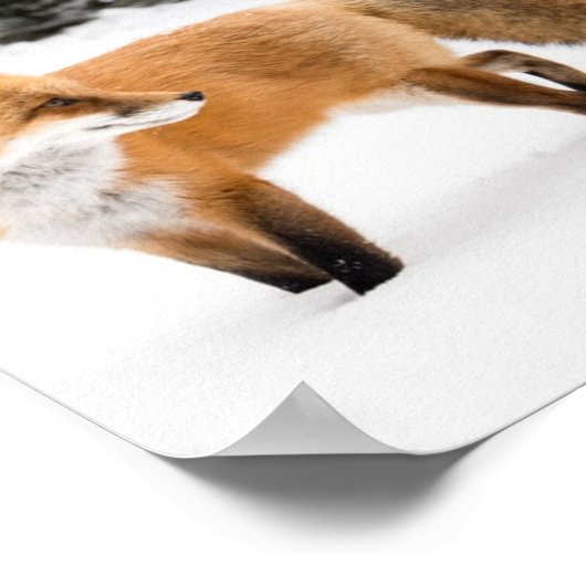 Poster Renard rouge en neige blanche (Coin)