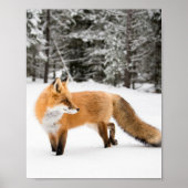 Poster Renard rouge en neige blanche (Devant)