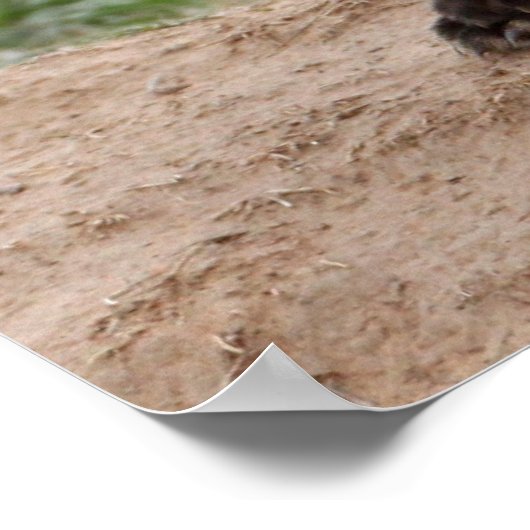 Poster Renard Rouge Et Bébé (Coin)