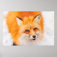 Renard rouge japonais se reposant, dormant et joua