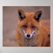 Poster Renard rouge, portrait, prise de vue (Devant)