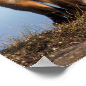 Poster renard rouge, Vulpes vulpes, dans la zone 1002 de (Coin)