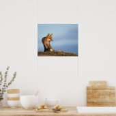 Poster renard rouge, Vulpes vulpes, dans la zone 1002 de (Cuisine)