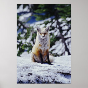 Poster Renard roux assis sur un banc de neige, Vulpes, Mt