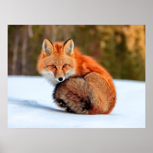 Poster Renard roux dans la neige | Yukon (Devant)