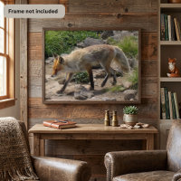 Renard roux sur un sentier rocailleux - Photograph