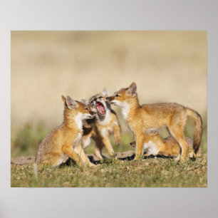 Poster Renard roux (Vulpes macrotis) jeune au terrier,