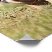 Poster Renard roux (Vulpes macrotis) jeune au terrier, 2 (Coin)