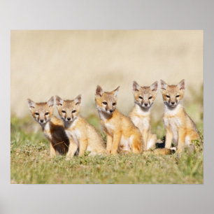 Poster Renard roux (Vulpes macrotis) jeune au terrier, 2