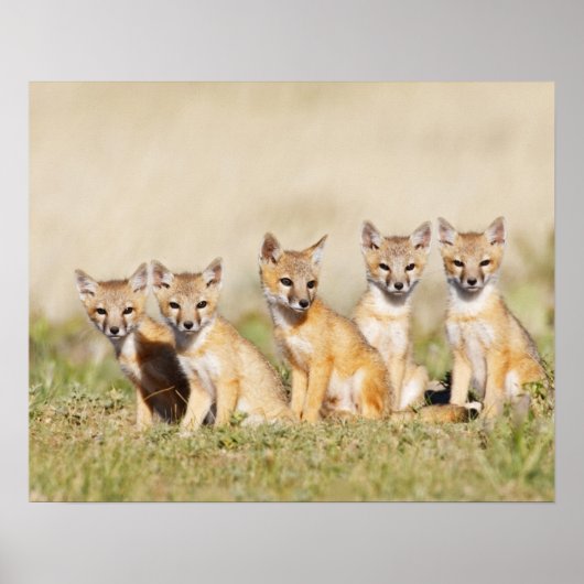 Poster Renard roux (Vulpes macrotis) jeune au terrier, 2 (Devant)