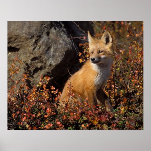 Poster renard roux, Vulpes vulpes (Devant)