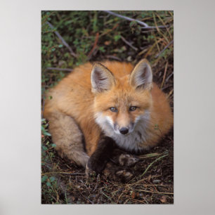 Poster renard roux, Vulpes vulpes, en couleurs d'automne