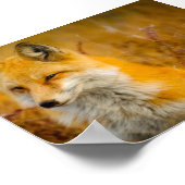 Poster Renard sauvage dans la forêt (Coin)