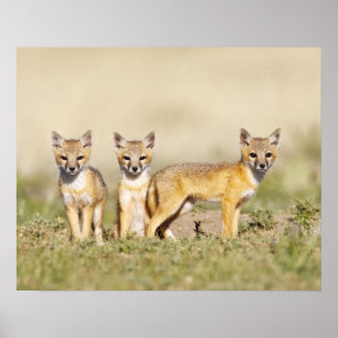 Poster Renard swift (Vulpes macrotis) jeune au terrier, 3