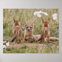 Renard swift (Vulpes velox) femelle avec des jeune