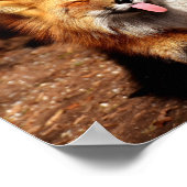 Poster Renard tirant la langue (Coin)