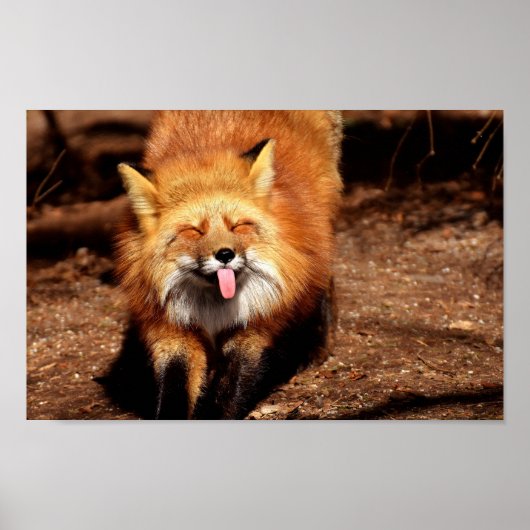 Poster Renard tirant la langue (Devant)