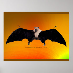 Poster Renard volant des Indes
