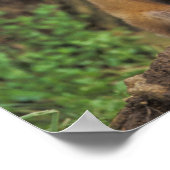 Poster Renardeau roux devant terrier Vulpes vulpes) (Coin)