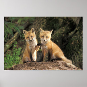 Poster Renardeau roux devant terrier Vulpes vulpes)