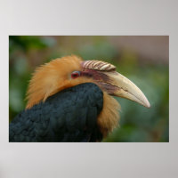 Rencontre avec la Hornbill du Blyth masculin