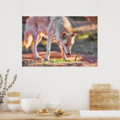 POSTER RENCONTRE COLORÉE GRAY WOLF (Cuisine)