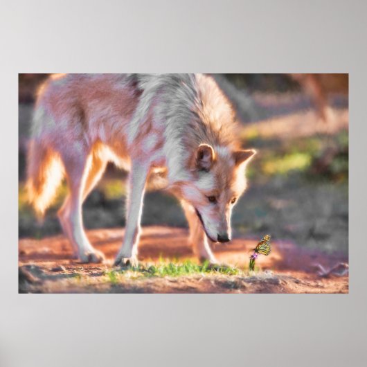 POSTER RENCONTRE COLORÉE GRAY WOLF (Devant)