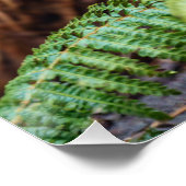 Poster Rencontre du diable de Tasmanie (Coin)