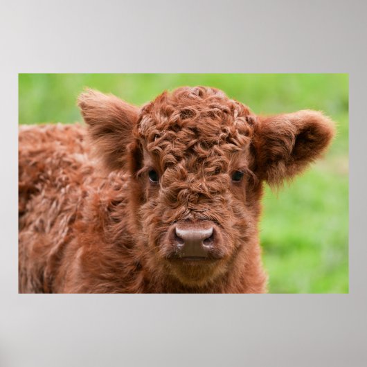Poster Rencontrez l'adorable Calf des Highlands (Devant)