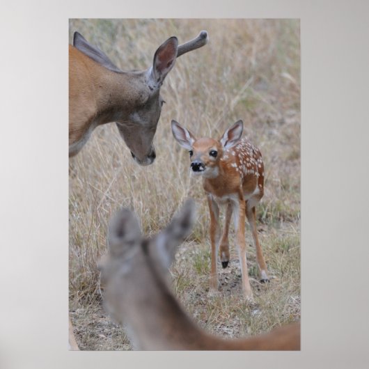 Poster Rencontrez le nouveau bébé (Devant)