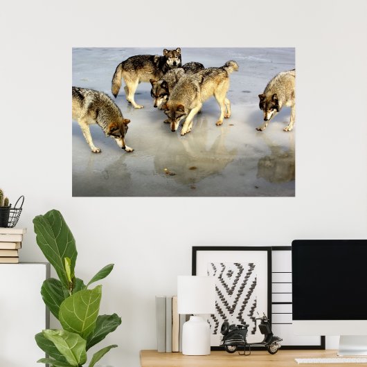 Poster Rencontrez le pack Wolf (Bureau à domicile)