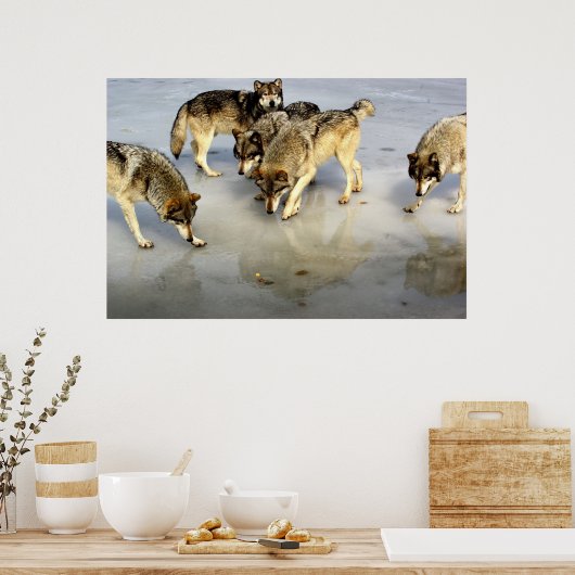 Poster Rencontrez le pack Wolf (Cuisine)
