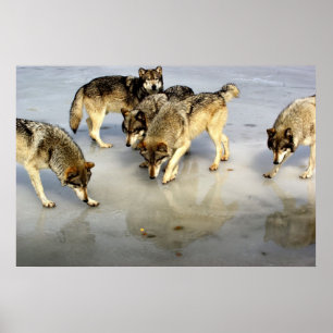 Poster Rencontrez le pack Wolf