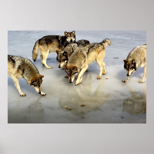 Poster Rencontrez le pack Wolf (Devant)