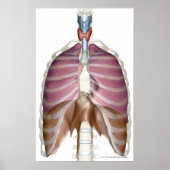 Poster rendu 3d du système respiratoire (Devant)