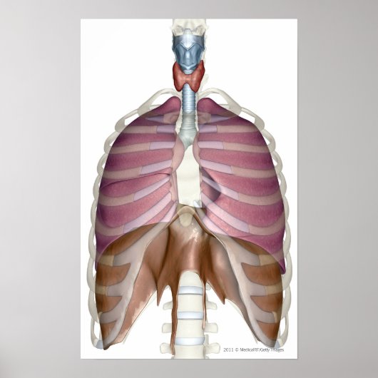 Poster rendu 3d du système respiratoire (Devant)