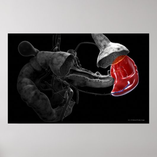 Poster Rendu artistique 3d de la rate (Devant)