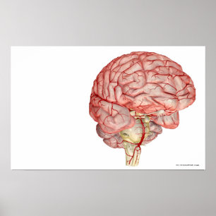 Poster Rendu réaliste du cerveau humain