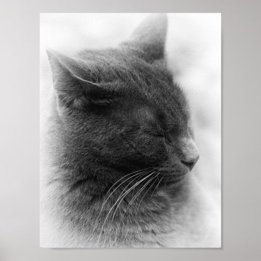 Poster Repérez le magnifique chat gris impérial (Devant)