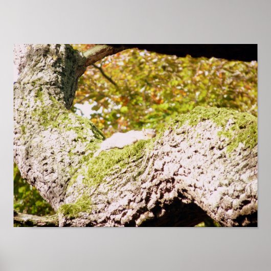 Poster Repérez l'écureuil gris (Devant)