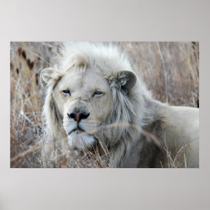 Poster Repos blanc de lion de l'Afrique du Sud