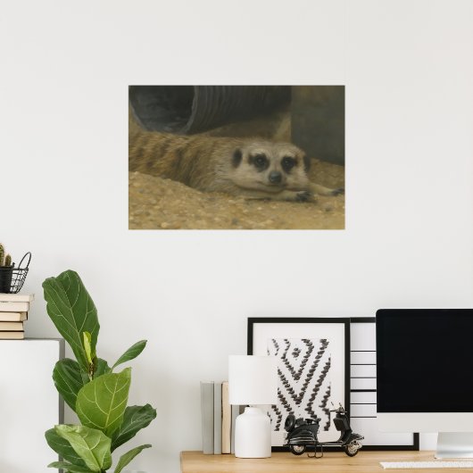 Poster Repos Meerkat - Art réaliste de la faune (Bureau à domicile)