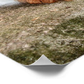 Poster Repose (Coin)