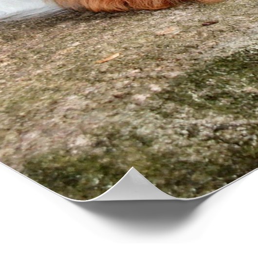 Poster Repose (Coin)