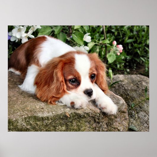 Poster Repose (Devant)