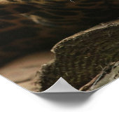 Poster Repose de Jaguar (Coin)